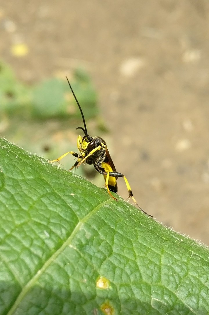 insecte non identifié