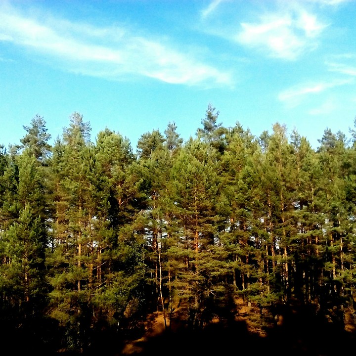 forest