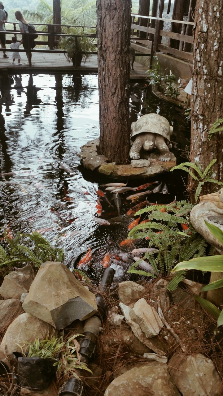 KOI FISHH