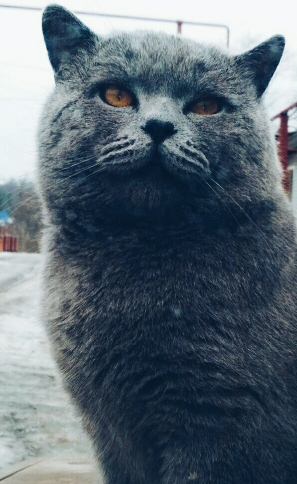 cat
