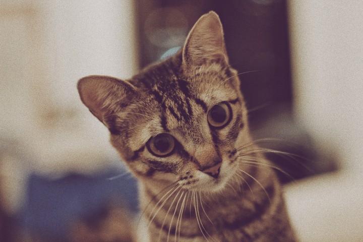 Bebe