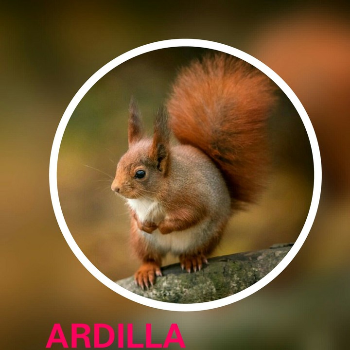 ARDILLA