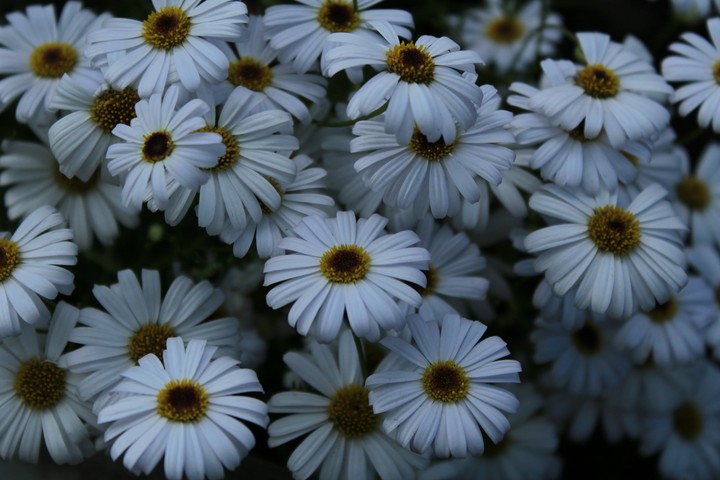 Brahicola