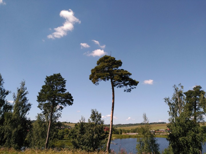 Сосны