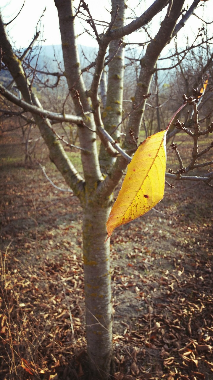Last Leaf