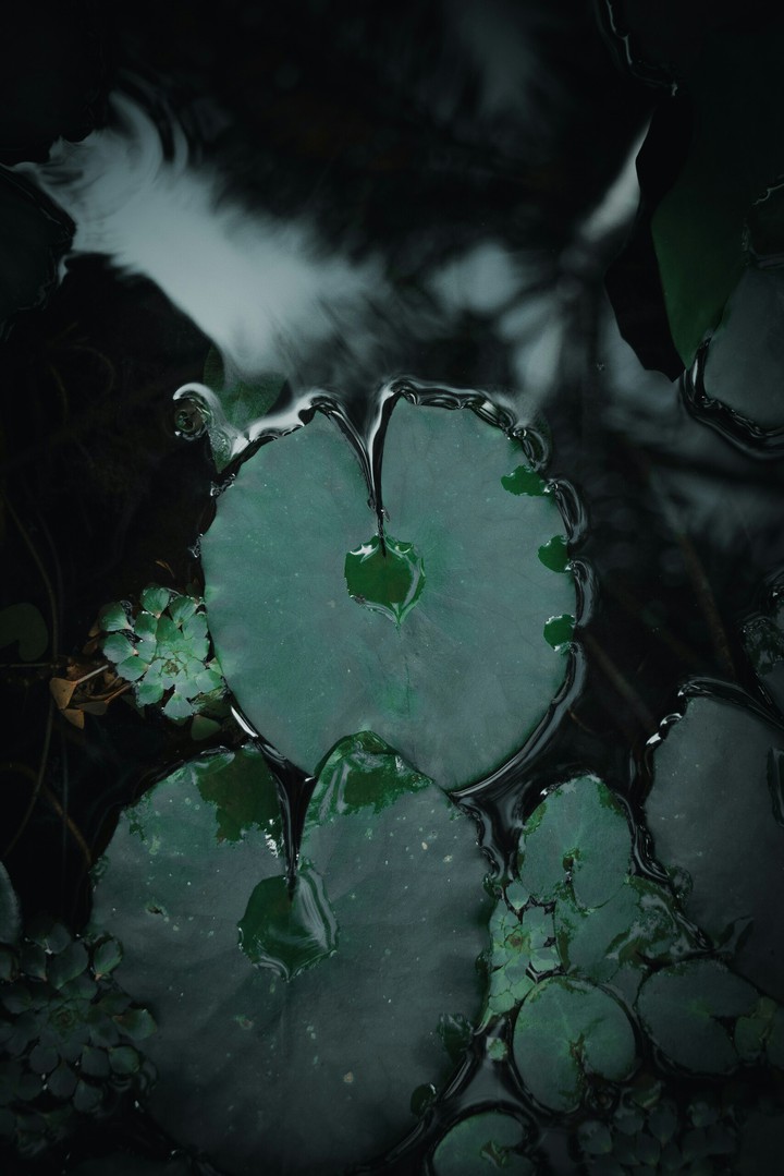 leaves