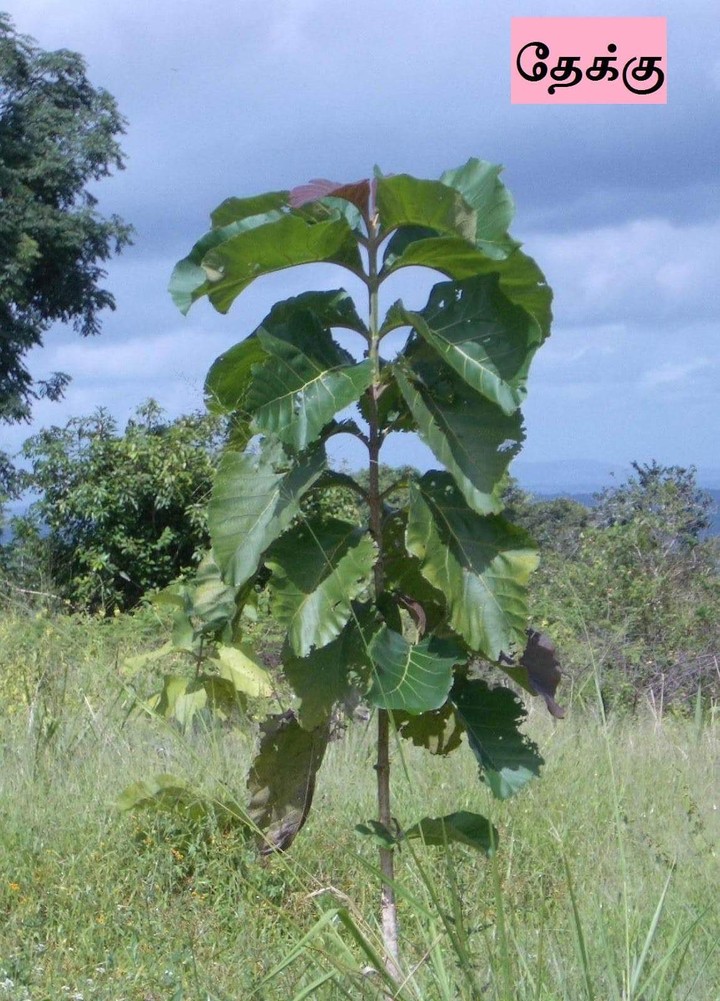 தேக்கு மரம்