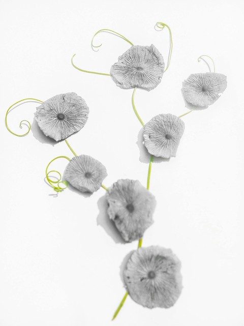 обои pedicel, Anemone