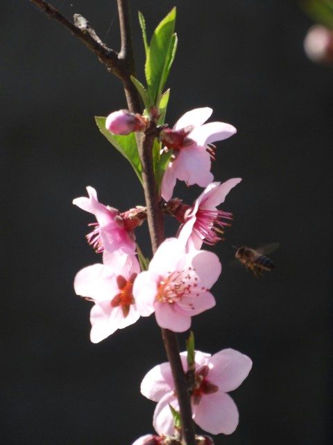 branch, flower壁纸