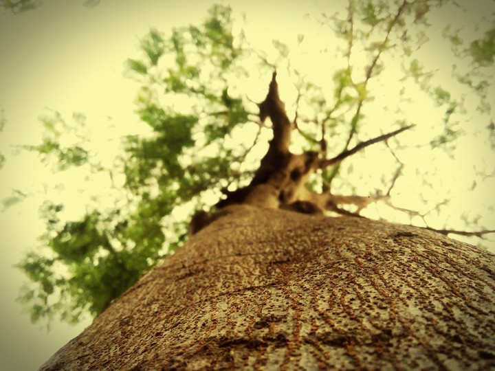 tree's