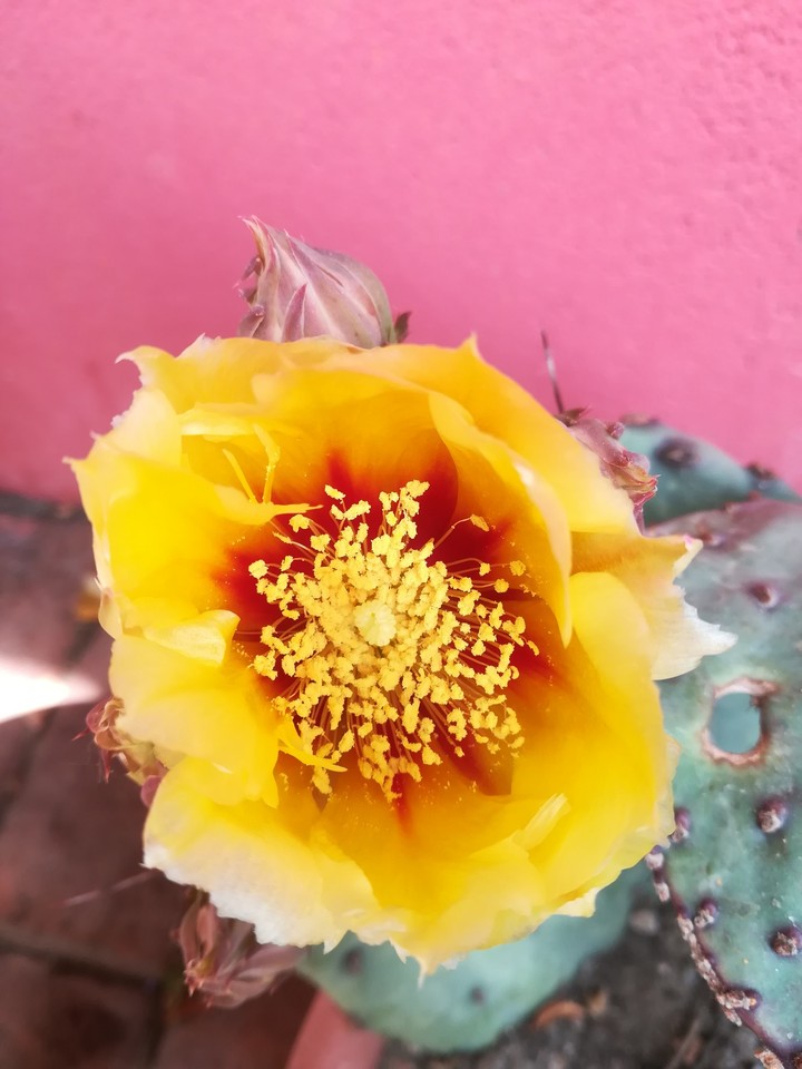 the sun