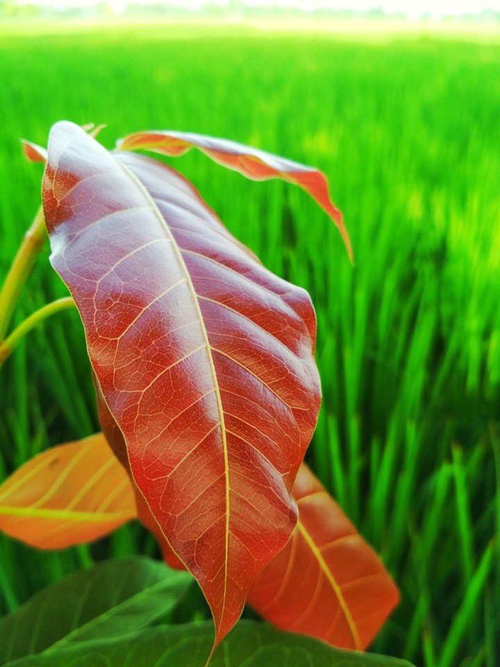 nature image