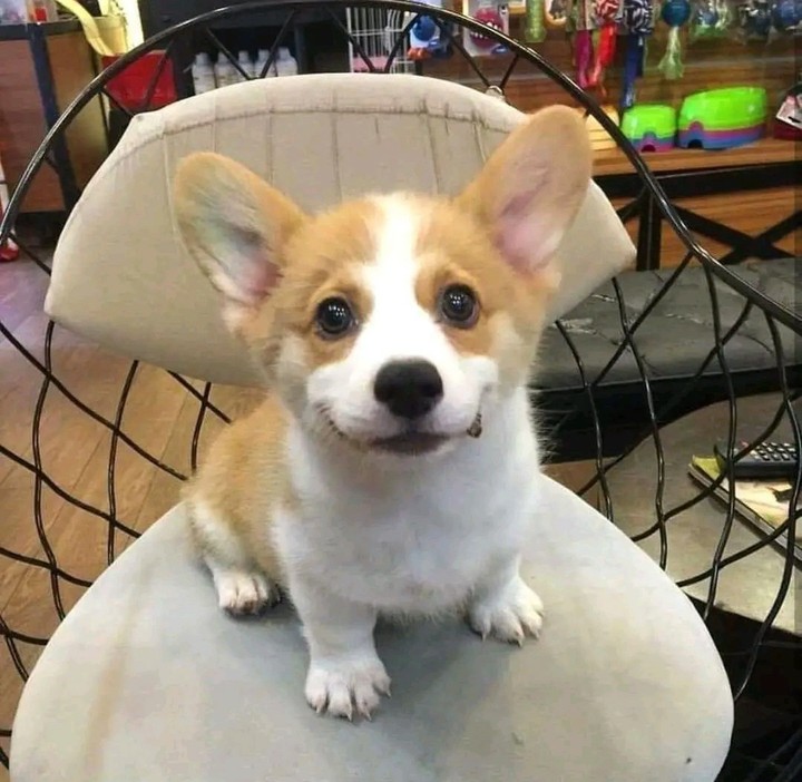 Dog