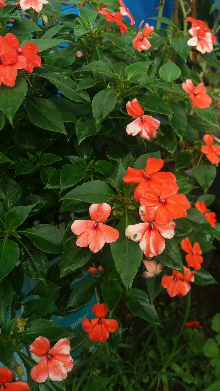 Flor Vermelha