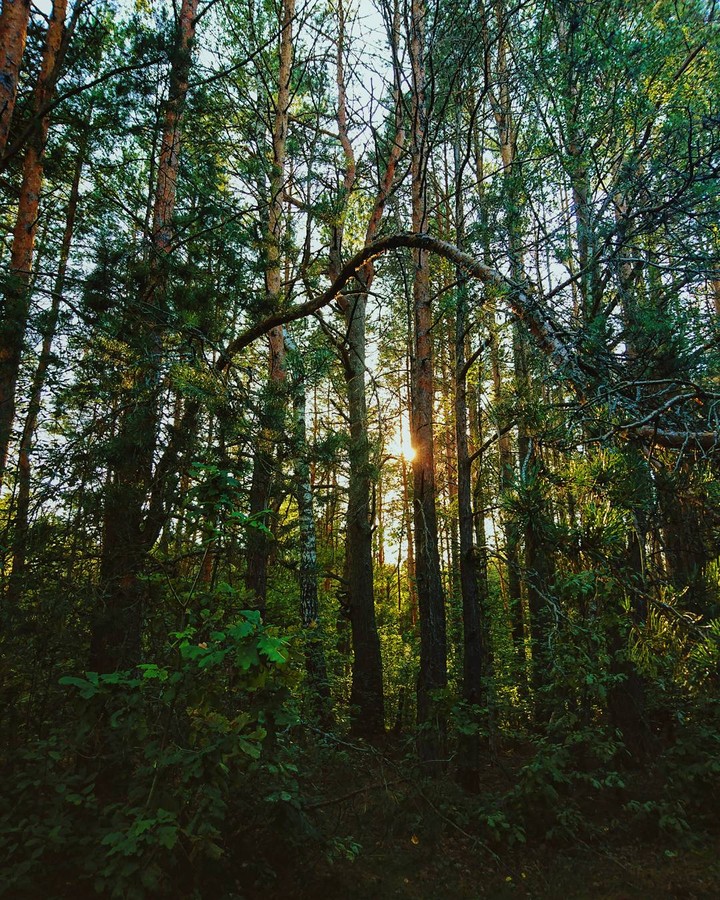 In forest