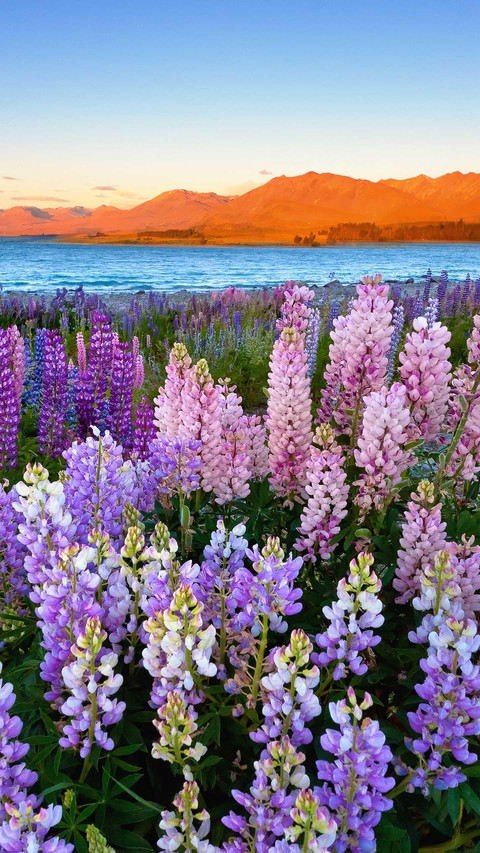 wildflower, hyacinth achtergronden
