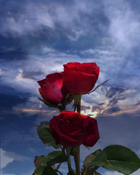 rose and sky