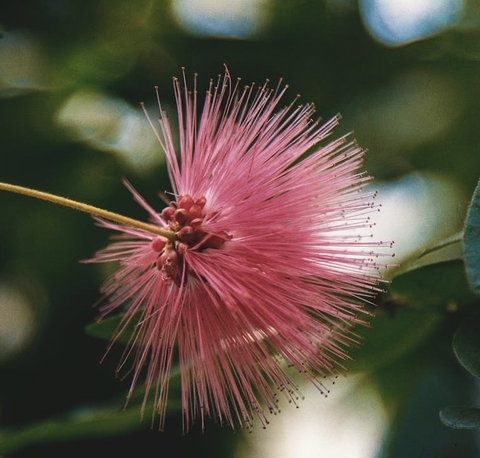tree, petal háttérképek