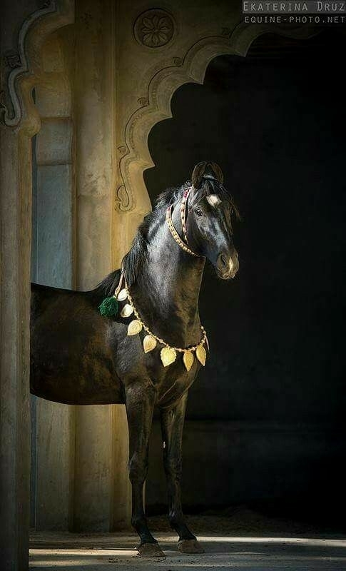 All The Pretty Horses