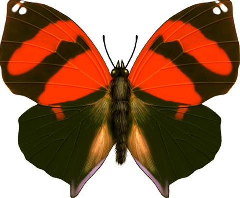 Illustration and Painting
