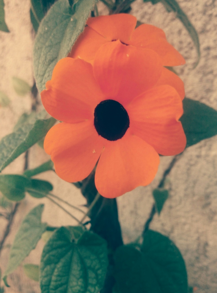 #orange #flower
