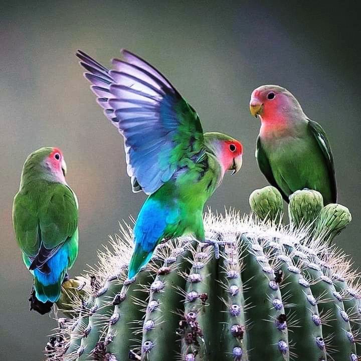Birds