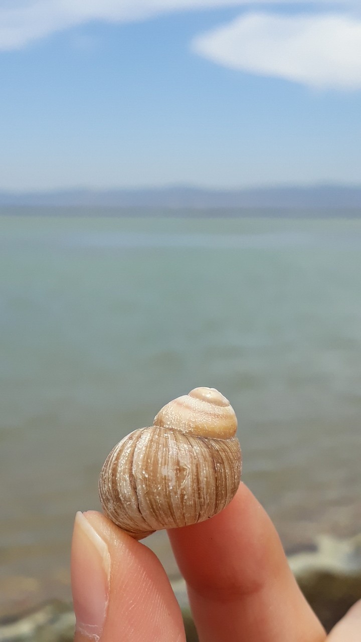 Sea Shell