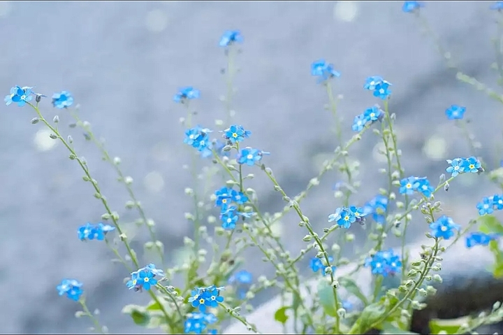 forget-me-not