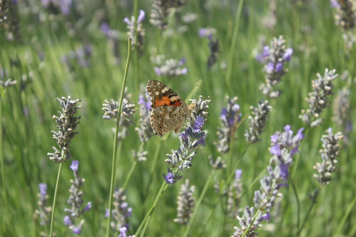 butterfly