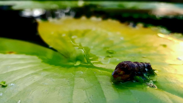 Lotus leaf