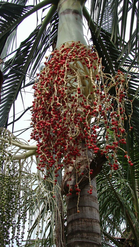 arecales, 植物壁纸