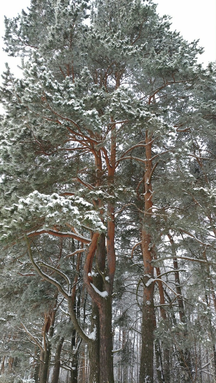 лес зимой