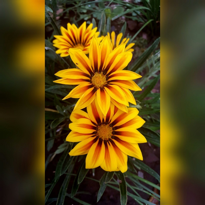 yelow flowers
