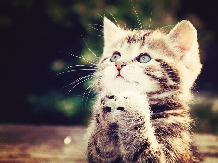 cat