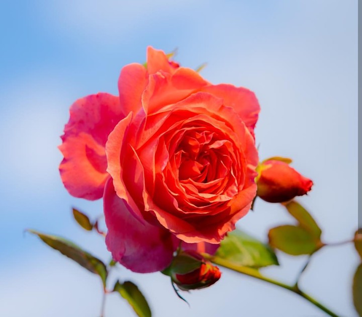 Orange Roses