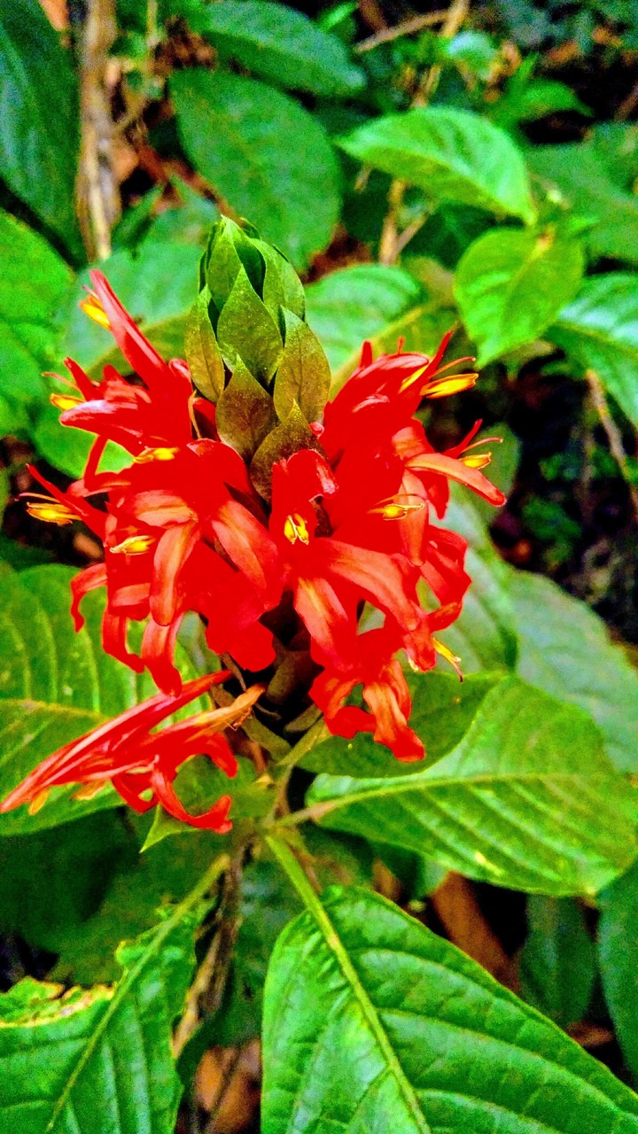redd