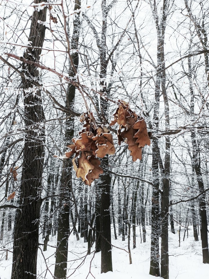 Листики