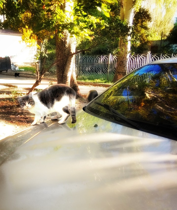 Rich cat (Богатый кот)