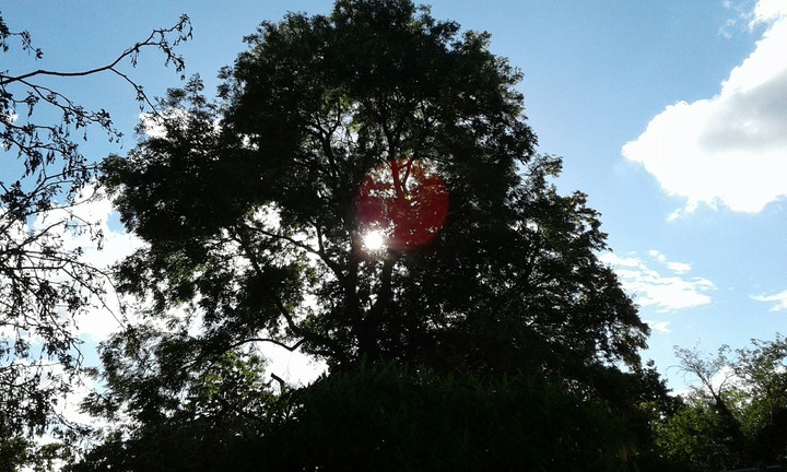 Tree and sun