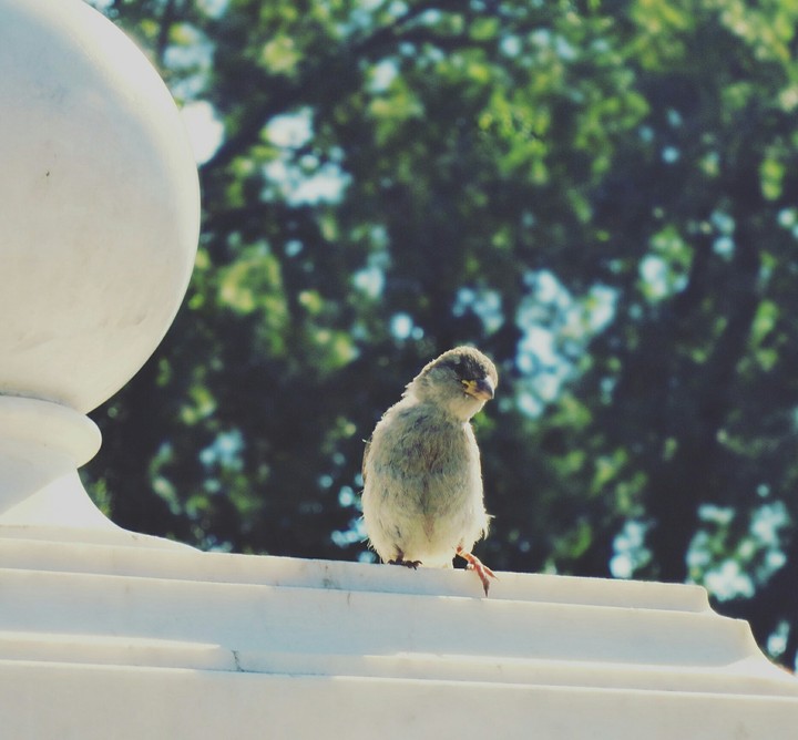 funny bird