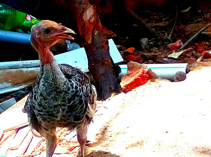 Fighter Turkey