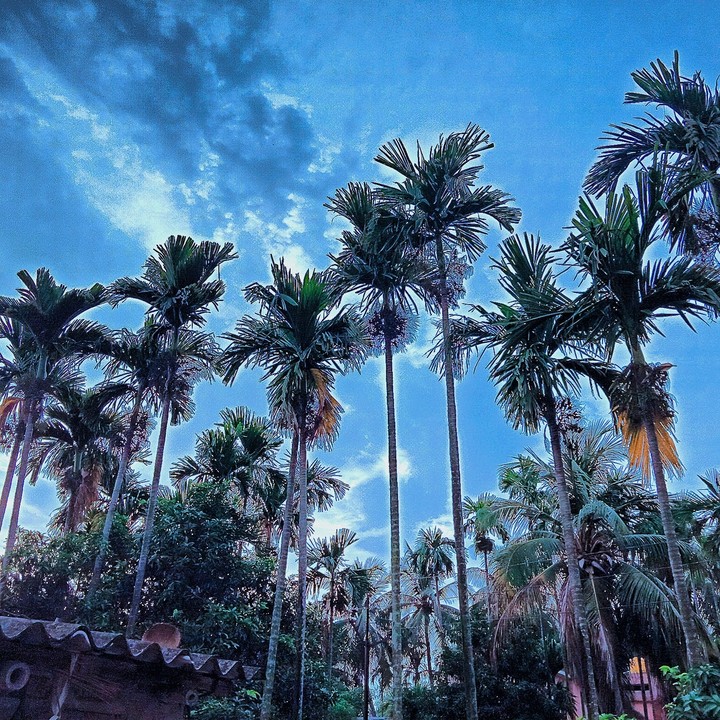 #nature##tree#sky###
