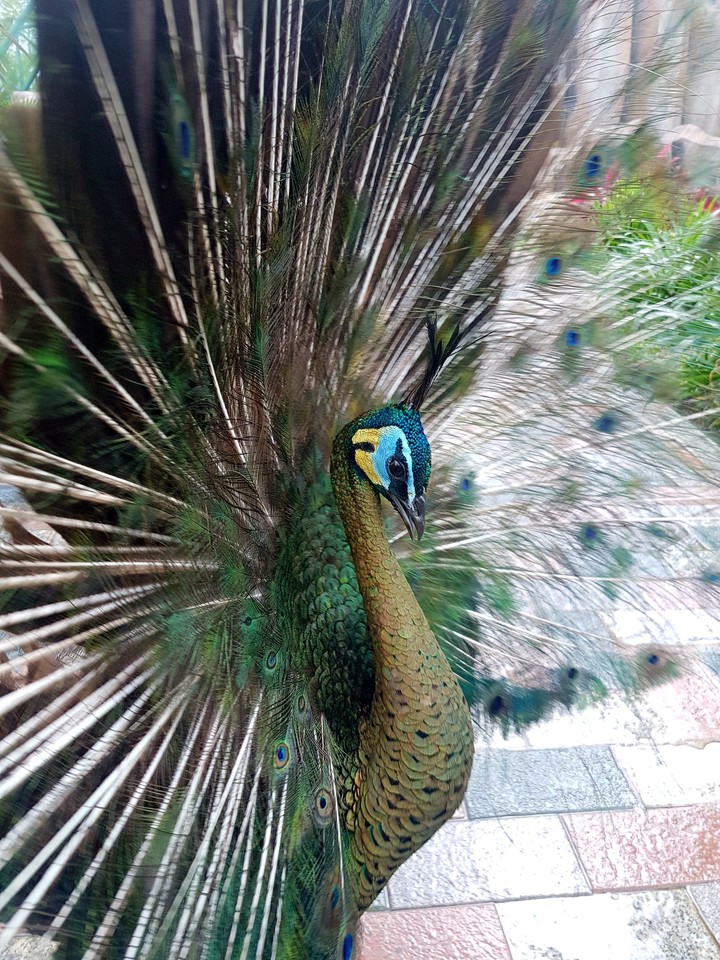 animal
