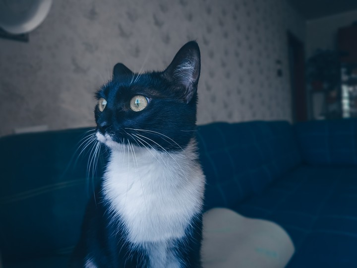 cat