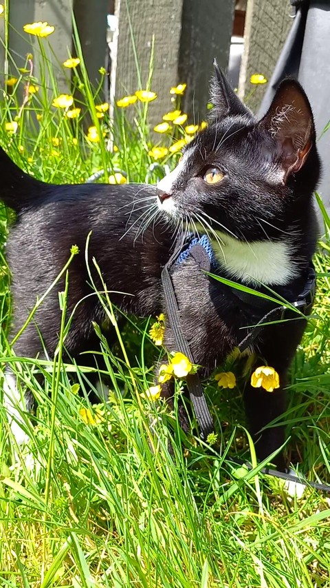 обои plant, flower