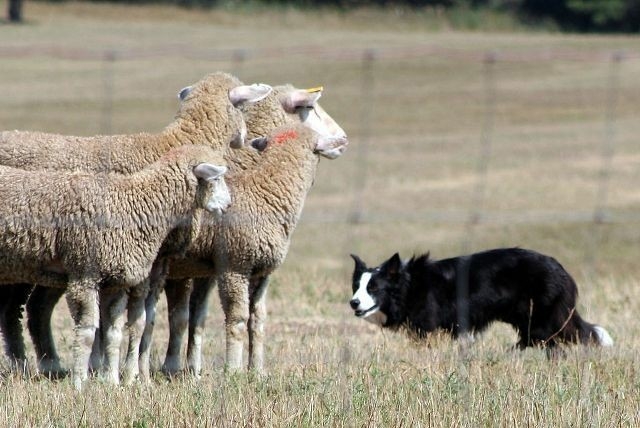 Border Collies Because There IS No Better Dog