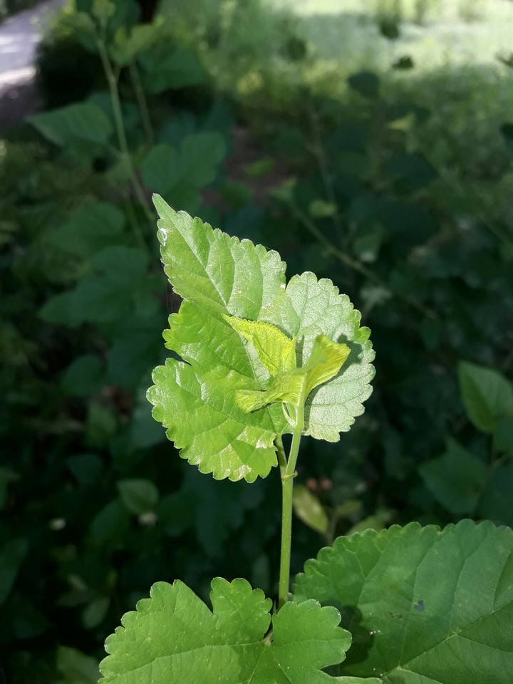 #hearty leaf
