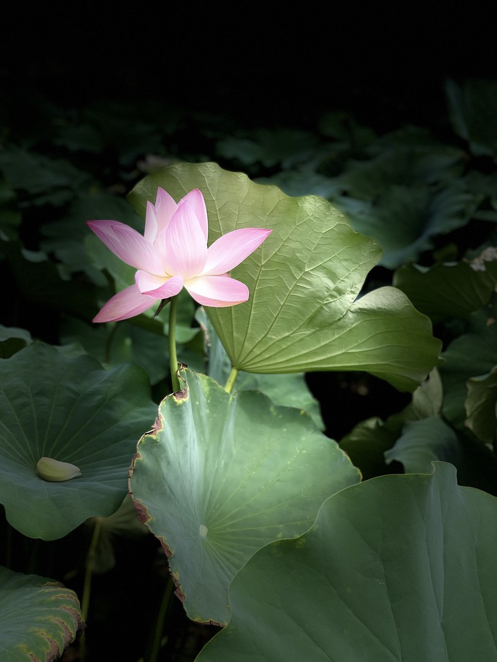 화려하게