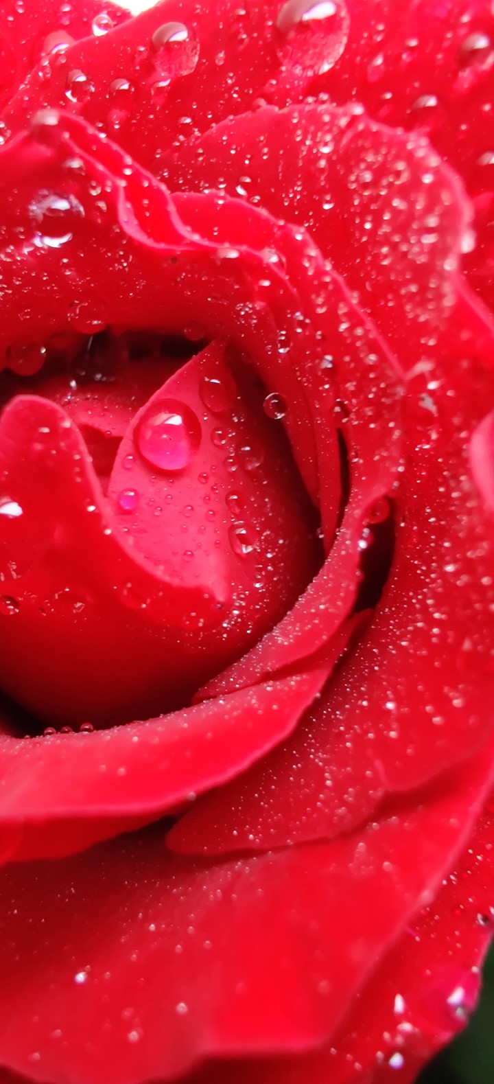Rose love