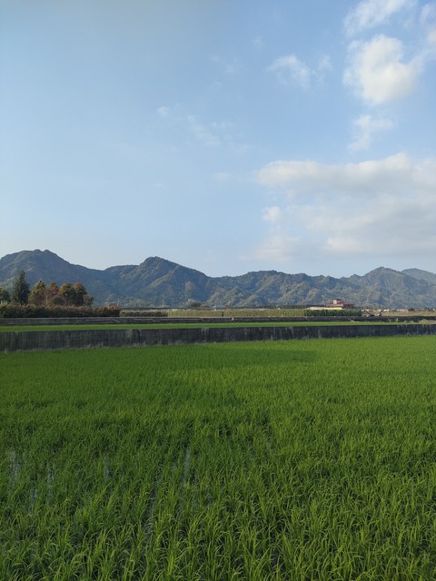 sfondi landscapes, grass